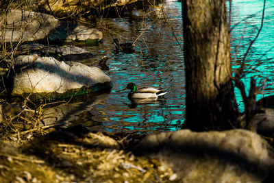 Close-up of ducks swimming on lake