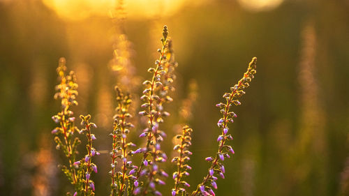 Close-up of flowering plants on field