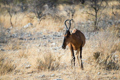 Beautiful african antelope, kongoni, looking to its right. etosha national park, namibia. africa.