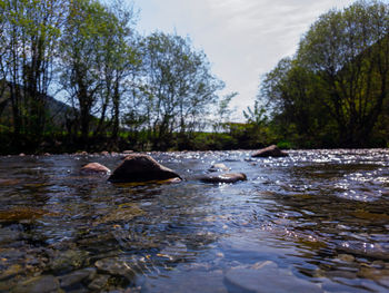 Scenic view of river flowing in forest