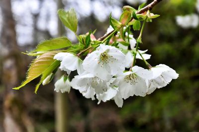 Close-up of white flowering plant