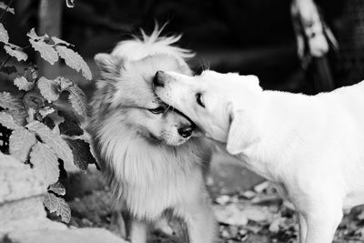 Close-up of dog outdoors