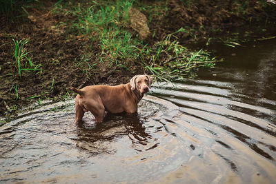 Dog looking away in a water