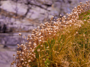 Close-up of flowering plant