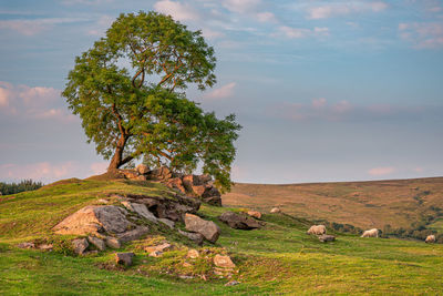 View of tree on field against sky