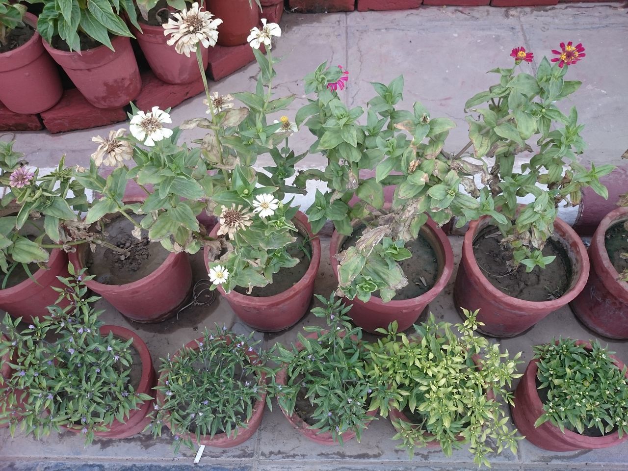 Multiple plants