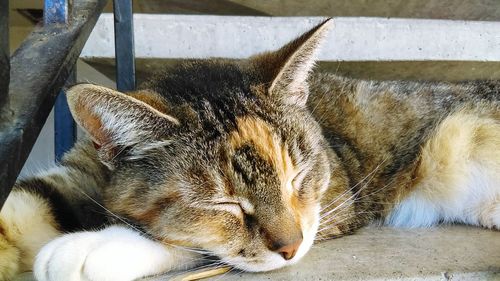 Close-up of cat sleeping on steps
