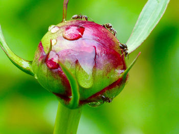 Close-up of pink flower