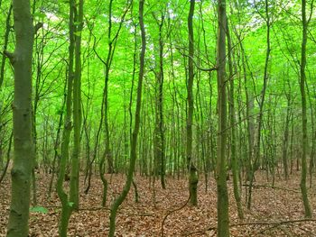 Trees in forest