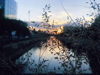 Close-up of plants by lake against sky at sunset