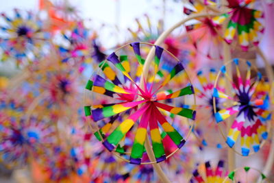 Close-up of multi colored flowers