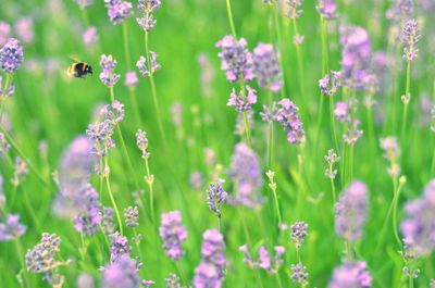 Honey bee flying by lavenders over field