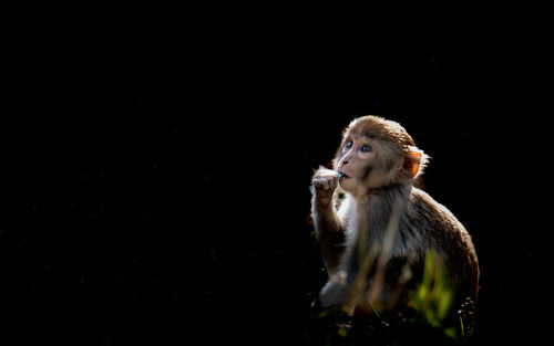 Monkey looking away against black background
