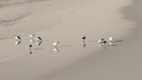 Birds on beach