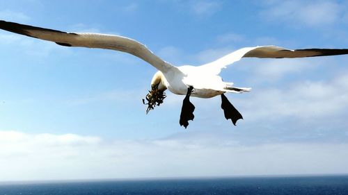 Seagulls flying over sea against sky