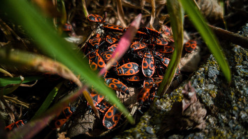 High angle view of crab on field