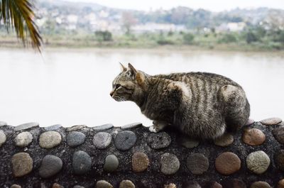 Side view of a pregnant cat on a lake