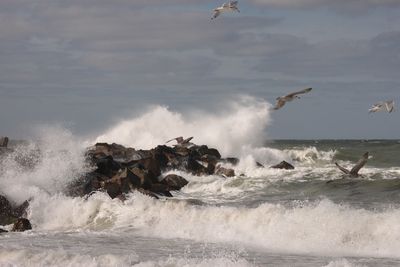 Seagulls flying over sea splashing against rocks