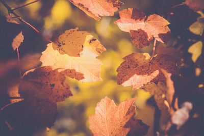 Close-up of yellow maple leaves