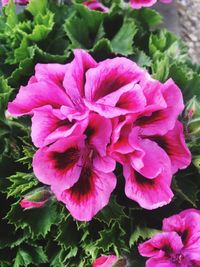 Close-up of pink flowers blooming outdoors