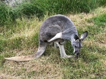 Sheep grazing in a field