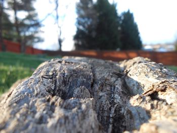 Close-up of lizard on tree