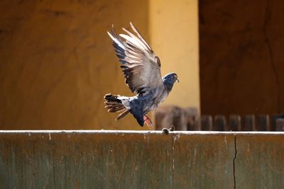 Side view of a bird flying