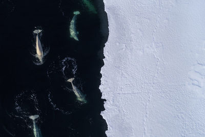 A pod of beluga whales feeding at the ice edge of svalbard, in the high arctic