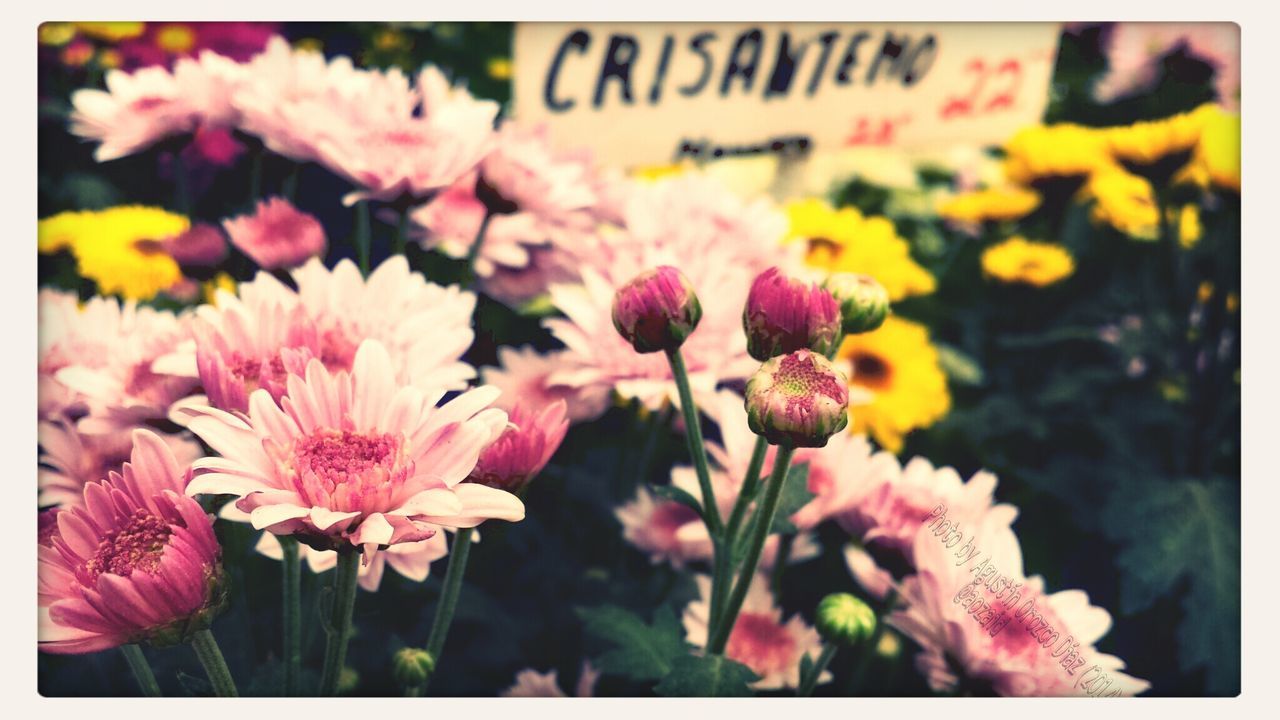 Crisantemos