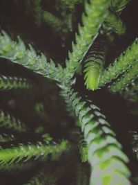 Close-up of plant