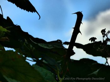 Low angle view of silhouette leaves against sky