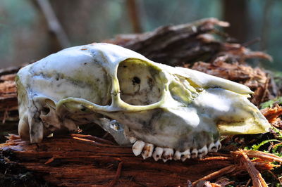 Close-up of animal skull