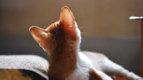 Close-up of cat looking away