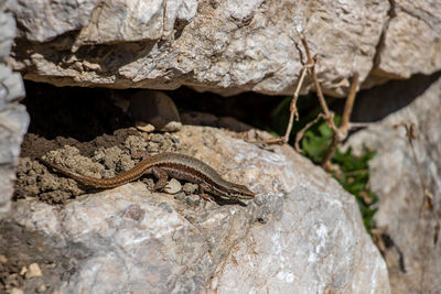 Close-up of lizard on rock