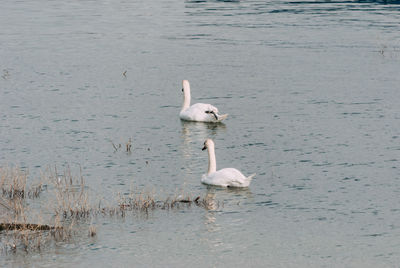 Swan swimming on lake