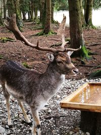 Deer on tree trunk