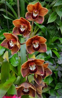 Close-up of orange flowers