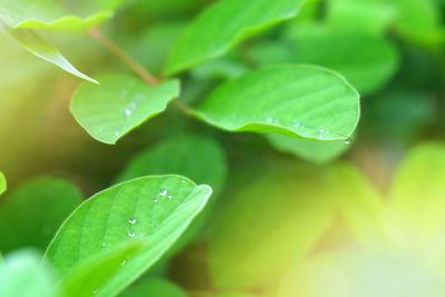 Close-up of water drops on leaves