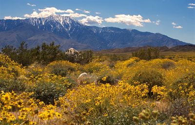 Yellow flowers growing on landscape against sky