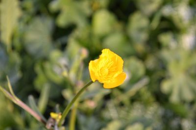 Close-up of yellow flower blooming outdoors