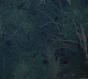 High angle view of trees in forest