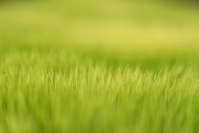 Close-up of grass growing on field