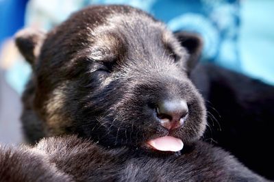 Close-up of dog with eyes closed