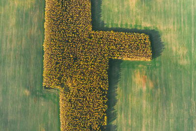 Background of field and autumn forest aerial view