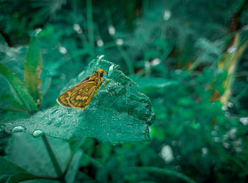 Close-up of butterfly on leaf