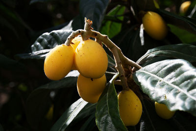 Close-up of yellow flowers