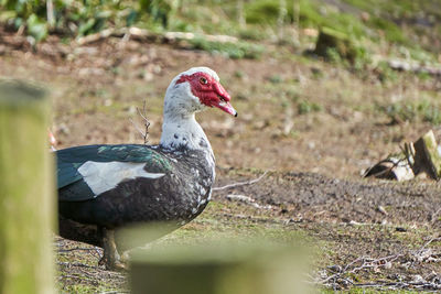 Close-up of bird on field