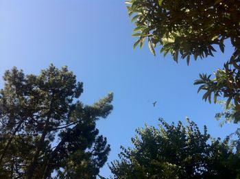 Low angle view of trees against clear blue sky