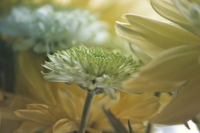 Close-up of white flowers