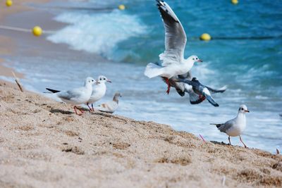 Seagulls perching on shore at beach